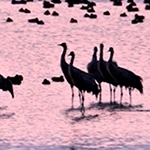Dortoir des grues